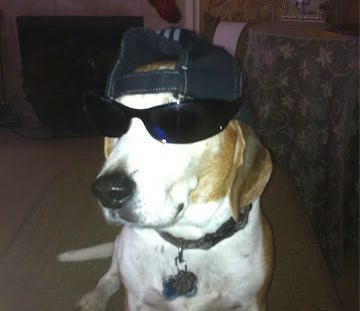 dog in sunglasses and cap